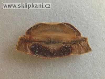 Brachypelma-albopilosum