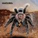 Brachypelma albopilosum