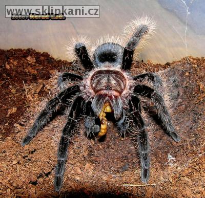 Brachypelma-albopilosum