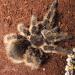 Brachypelma albopilosum