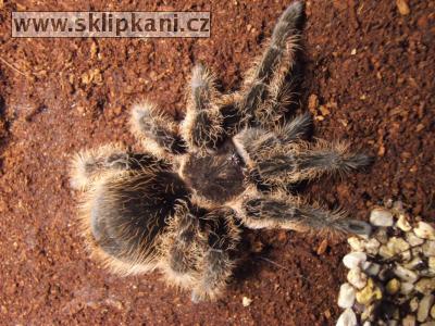 Brachypelma_albopilosum