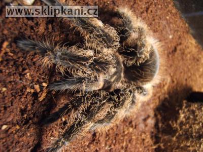 Brachypelma-albopilosum