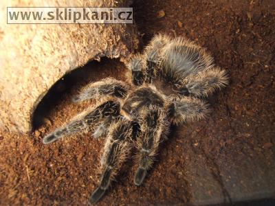 Brachypelma_albopilosum