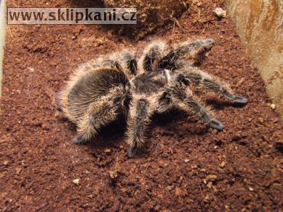 Brachypelma_albopilosum