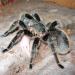 Brachypelma albopilosum