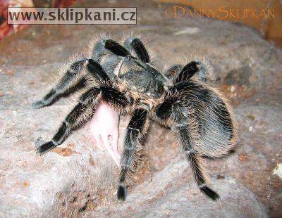 Brachypelma_albopilosum