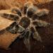 Brachypelma albopilosum