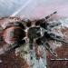 Brachypelma albopilosum-vagans