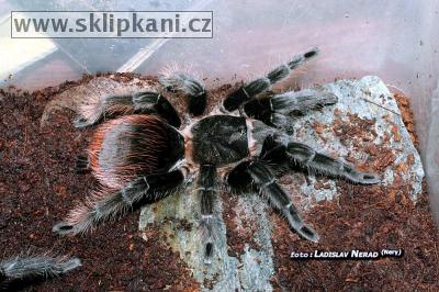 Brachypelma-albopilosum-vagans