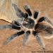 Brachypelma albopilosum-vagans