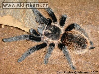 Brachypelma-albopilosum-vagans