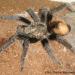 Brachypelma albopilosum-vagans