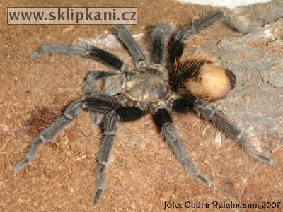 Brachypelma_albopilosum-vagans