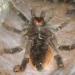 Brachypelma albopilosum-vagans