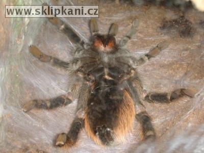 Brachypelma-albopilosum-vagans