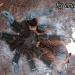 Brachypelma albopilosum-vagans