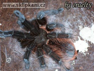 Brachypelma-albopilosum-vagans