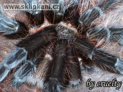 Brachypelma_albopilosum-vagans