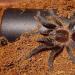 Brachypelma angustum