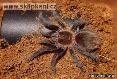 Brachypelma-angustum