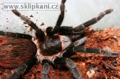 Brachypelma-angustum