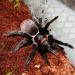 Brachypelma angustum