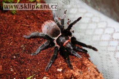 Brachypelma_angustum