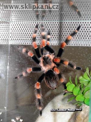 Brachypelma_annitha