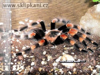 Brachypelma-annitha