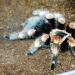 Brachypelma annitha