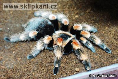 Brachypelma-annitha