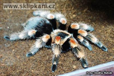 Brachypelma-annitha