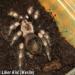 Brachypelma annitha