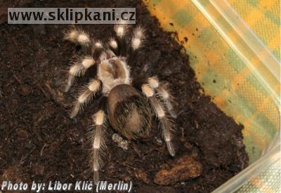 Brachypelma_annitha