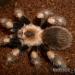 Brachypelma annitha