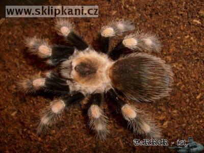 Brachypelma_annitha