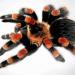 Brachypelma annitha