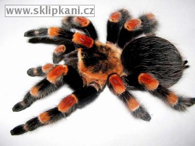 Brachypelma_annitha