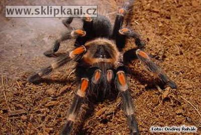 Brachypelma-auratum