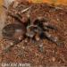 Brachypelma auratum