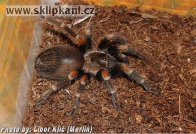 Brachypelma-auratum