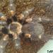 Brachypelma auratum