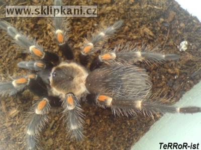 Brachypelma-auratum