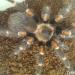 Brachypelma auratum