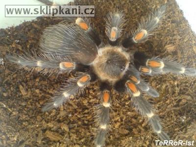 Brachypelma_auratum