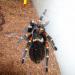 Brachypelma auratum