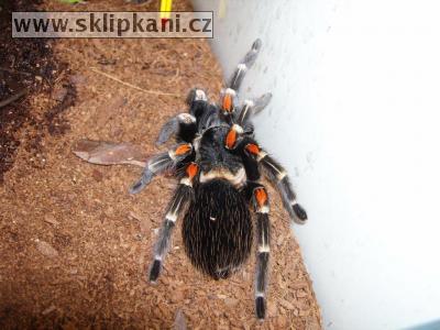 Brachypelma_auratum