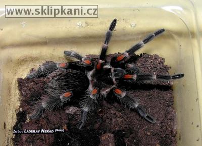 Brachypelma_auratum