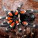 Brachypelma auratum