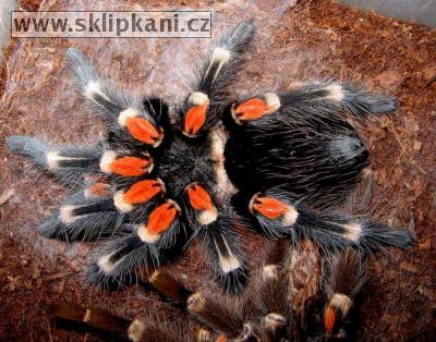 Brachypelma_auratum